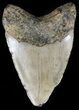 Bargain Megalodon Tooth - North Carolina #54770-1